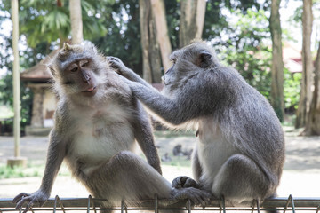 Cute monkeys cleaning themselves in the Ubud Monkey Forest Temple in Bali, Indonesia