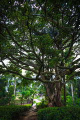 Fototapeta premium old tree branches