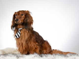 Funny wiener dog. Dachshund wearing a tie. Image taken in a studio. Funny dog concept image.