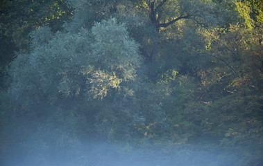 Different tree species on sunny misty morning.