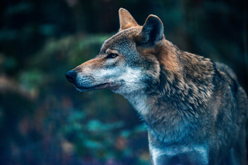 Fototapeta premium Wilk zwyczajny w lesie. Widok z boku.
