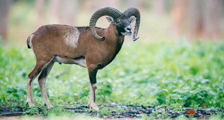 Mouflon ram on hillside in forest.