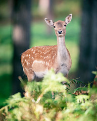 Female fallow deer behind ferns in autumn forest.