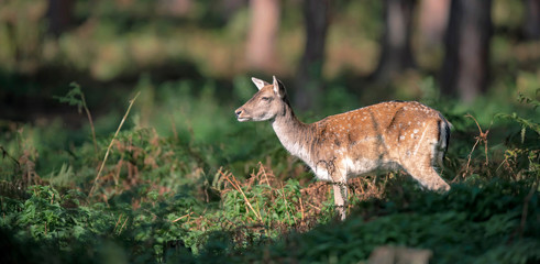 Deer standing between ferns in forest.