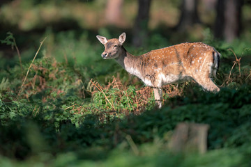 Deer standing between ferns in forest.