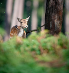 Female fallow deer behind ferns in autumn forest.