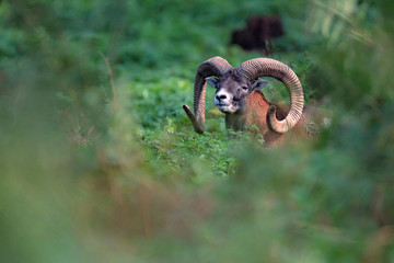 Mouflon ram with big horns between ferns in forest.
