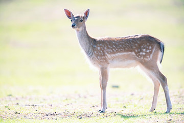 Young fallow deer in sunny meadow.