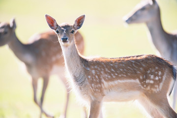 Fallow deer young in sunny meadow.