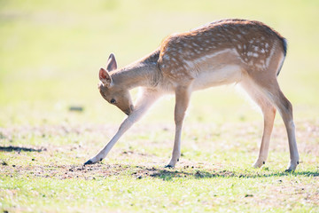 Young fallow deer in meadow licking leg.