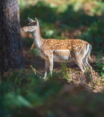 Fallow deer female in forest.