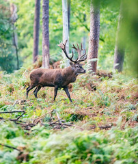 Red deer stag in autumn forest.
