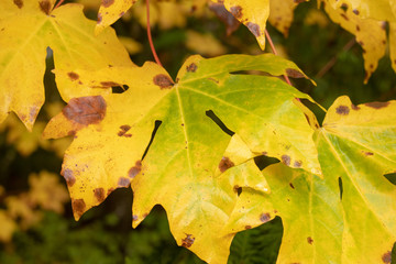 Fall Maple Leaves