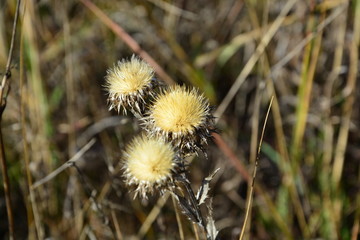 field, flowers, nature, autumn