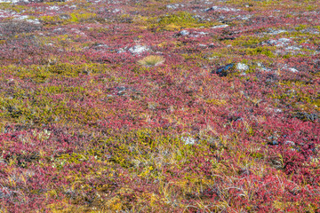 Bunte Herbst Tundra am Prins-Christian-Sund in Grönland