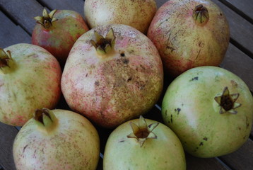 Circle of Pomegranates