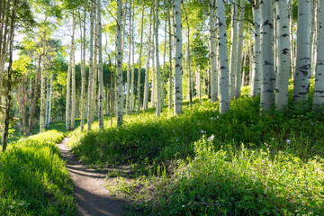 A beautiful summer hiking trail through Aspen Tree grove on Vail Colorado ski resort mountain