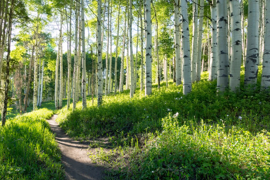 A Beautiful Summer Hiking Trail Through Aspen Tree Grove On Vail Colorado Ski Resort Mountain