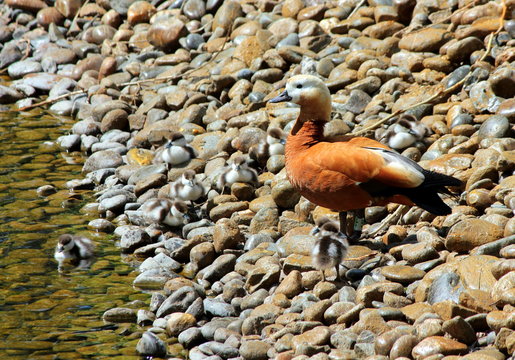 Duck ogar with ducklings on the background of stones