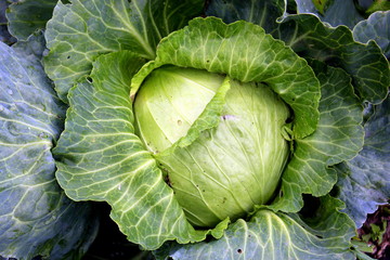 Vegetables in the garden. White cabbage