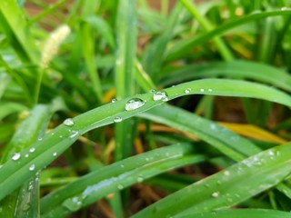 Raindrops on green leaf