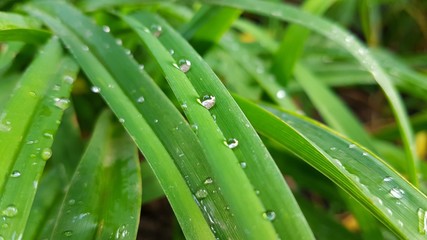 Raindrops on green leaf