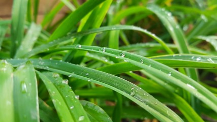 Raindrops on green leaf