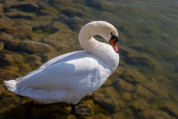 Schwan