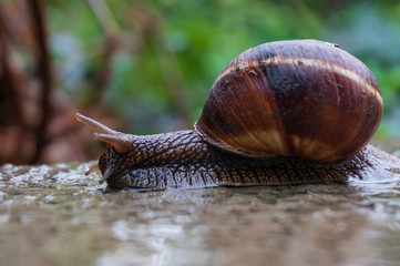 Big snail on a wet stone