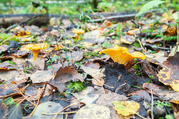Edible mushroom growing in the forest