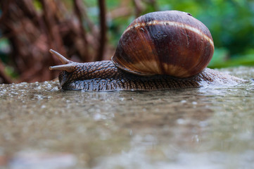 Big snail on wet stone side view