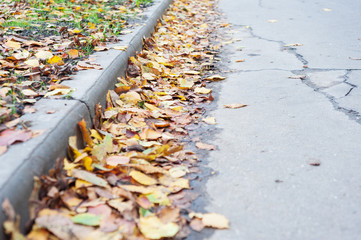 Yellow leaves lying near the curb