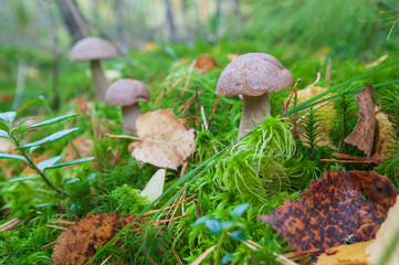 Mushrooms growing in the woods among the moss