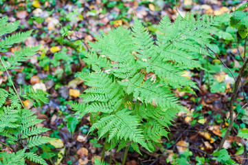 Ferns growing in the forest top view
