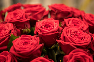 Rose Blüte