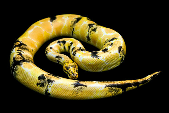 Paradox calico morph Ball python (python regius) on black floor background. Image of beautiful snake for exotic pets or reptile keeper.