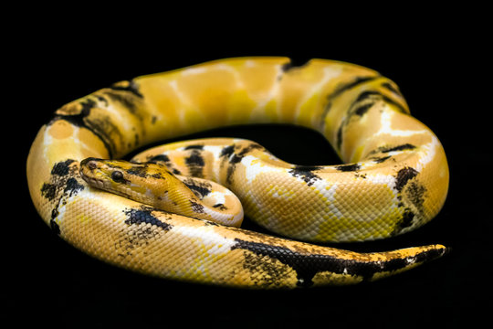 Paradox calico morph Ball python (python regius) on black floor background. Image of beautiful snake for exotic pets or reptile keeper.
