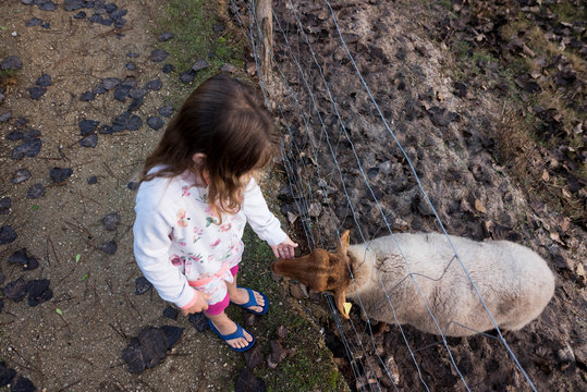 belle jeunre fille donant à manger aux moutons