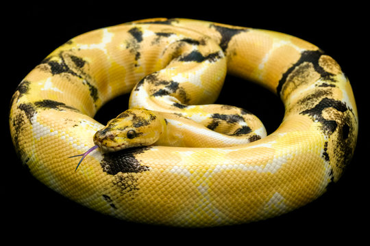Paradox calico morph Ball python (python regius) on and flicks its pink tongue find suspicious black floor background. Image of beautiful snake for exotic pets or reptile keeper.