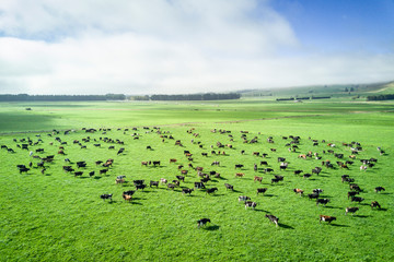 Aerial view of cattle herd in New Zealand countryside on the South Island © RLS Photo