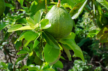 Sunlight on Single Persea Americana Among Leaves