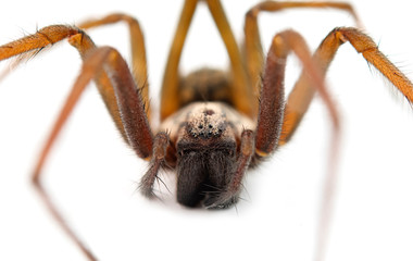 predatory spider