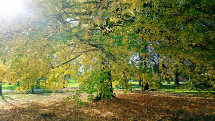 Big maple tree in autumn park
