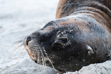 New Zealand sea lions on the beaches near Dunedin in the Otago Peninsula