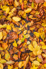 Nasses Laub am Boden im Herbst