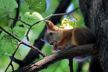 squirrel on a tree