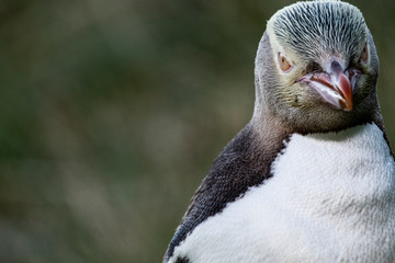 Yellow-eyed penguins are island endemic and are found in the southern regions of New Zealand.