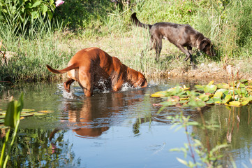 Rhodesian Ridgeback Male Portrait