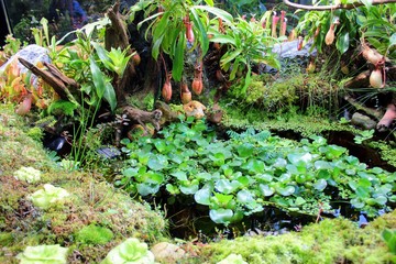 Exotic carnivorous plants