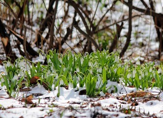 snowdrops in snow
